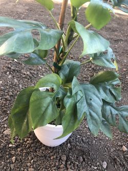 Rhaphidophora Tetrasperma Mini Monstera