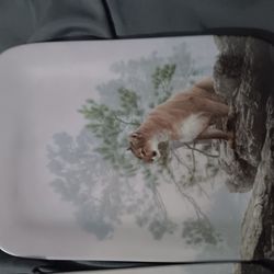 Bradford Exchange Limited Edition Plates From Nature's Harmony Issue