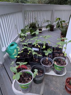 Sunflower seedlings