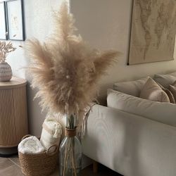 Pampas Grass 