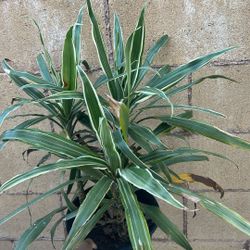 I Don’t Know The Name But It’s Beautiful 🤩 