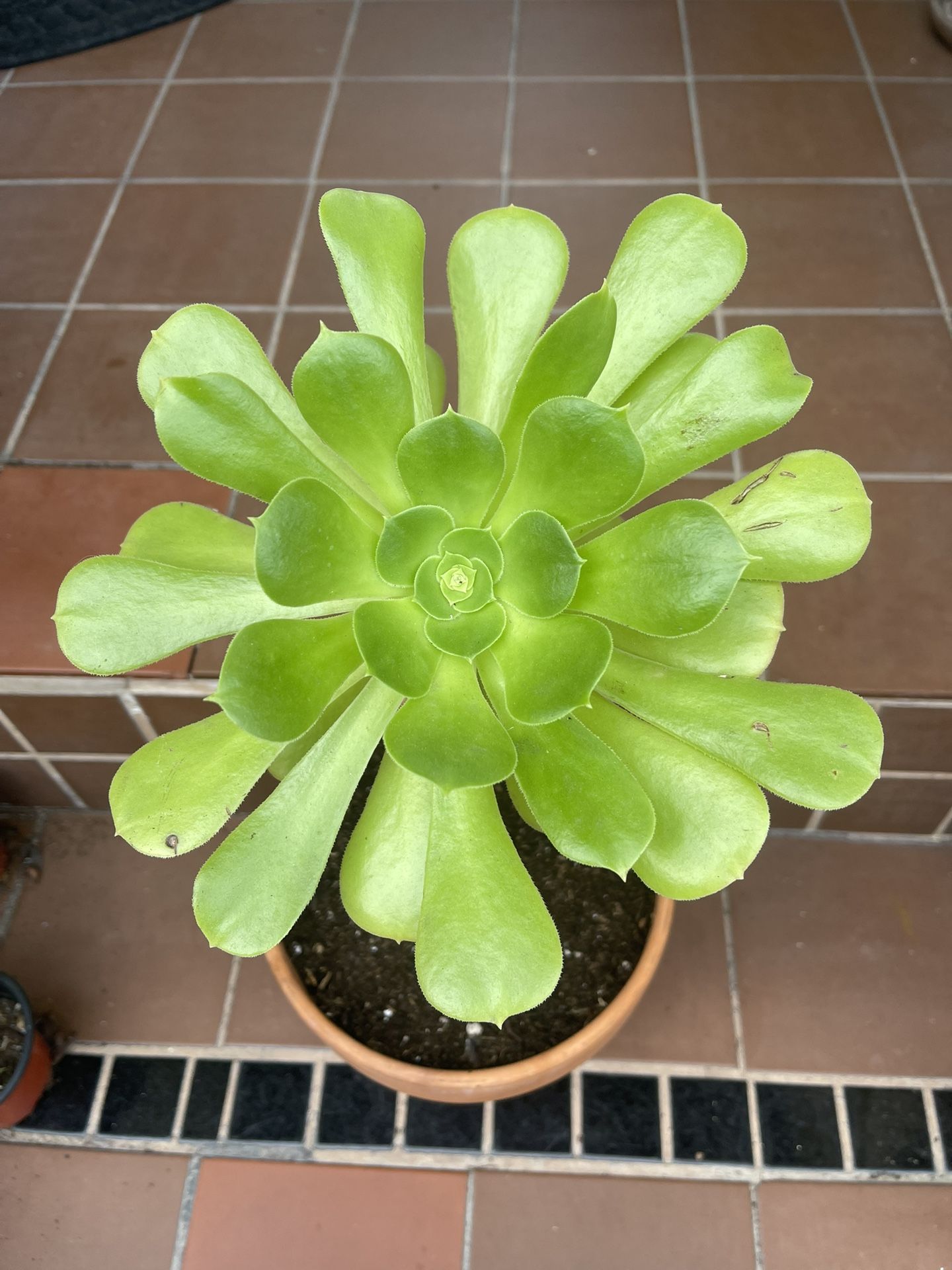Green Aeonium