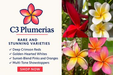 Plumeria Cuttings