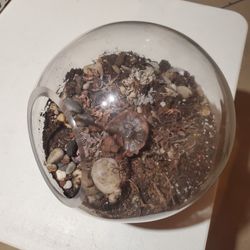 Glass Terrarium 