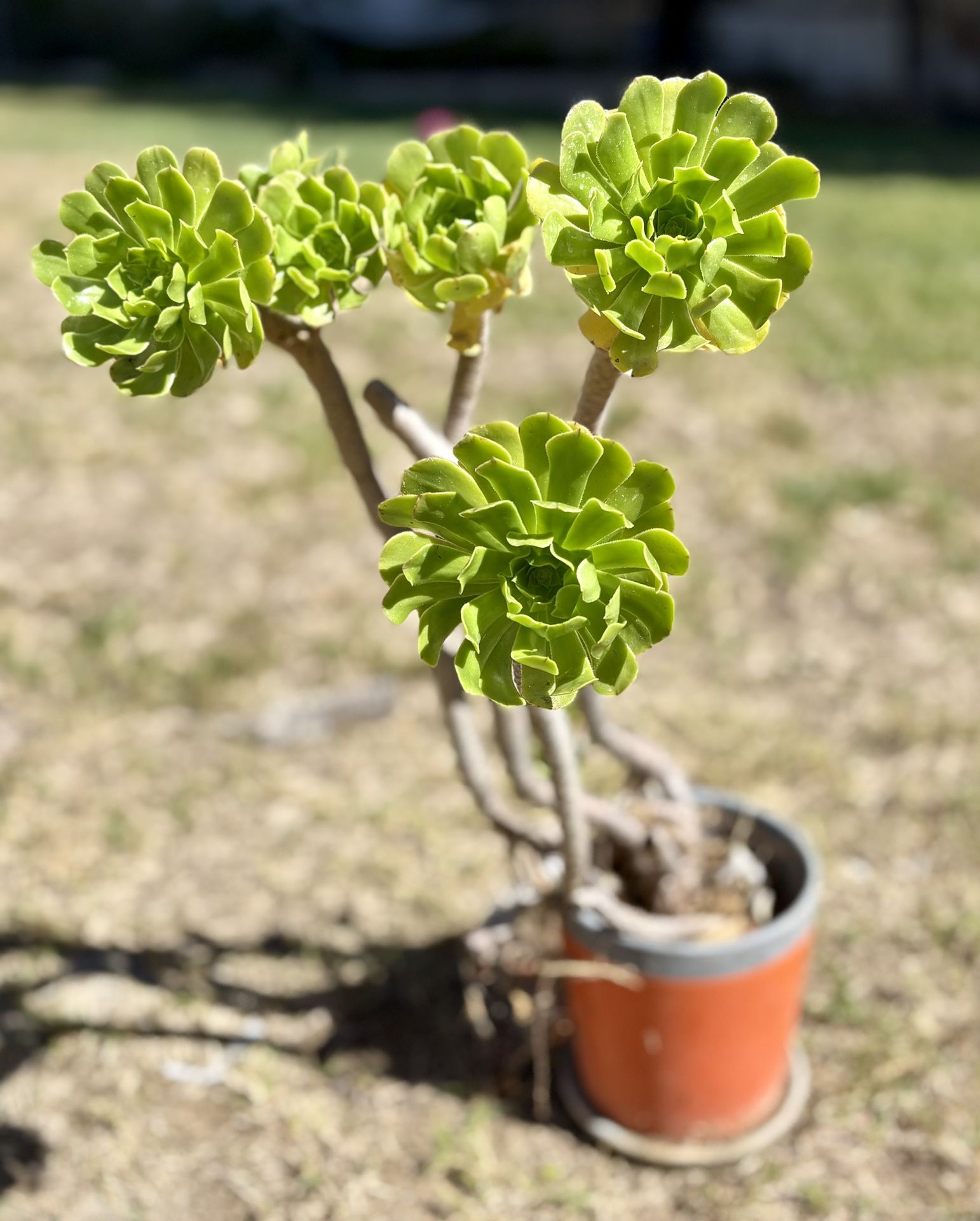 Aenonium Plant And Pot 