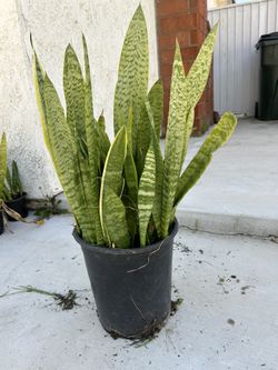 Snake Plant