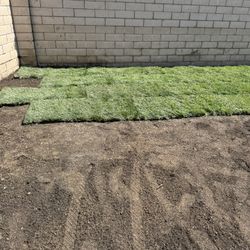 Sod Installation 