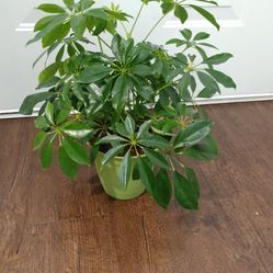 Umbrella Plant In 6 Inch Pot