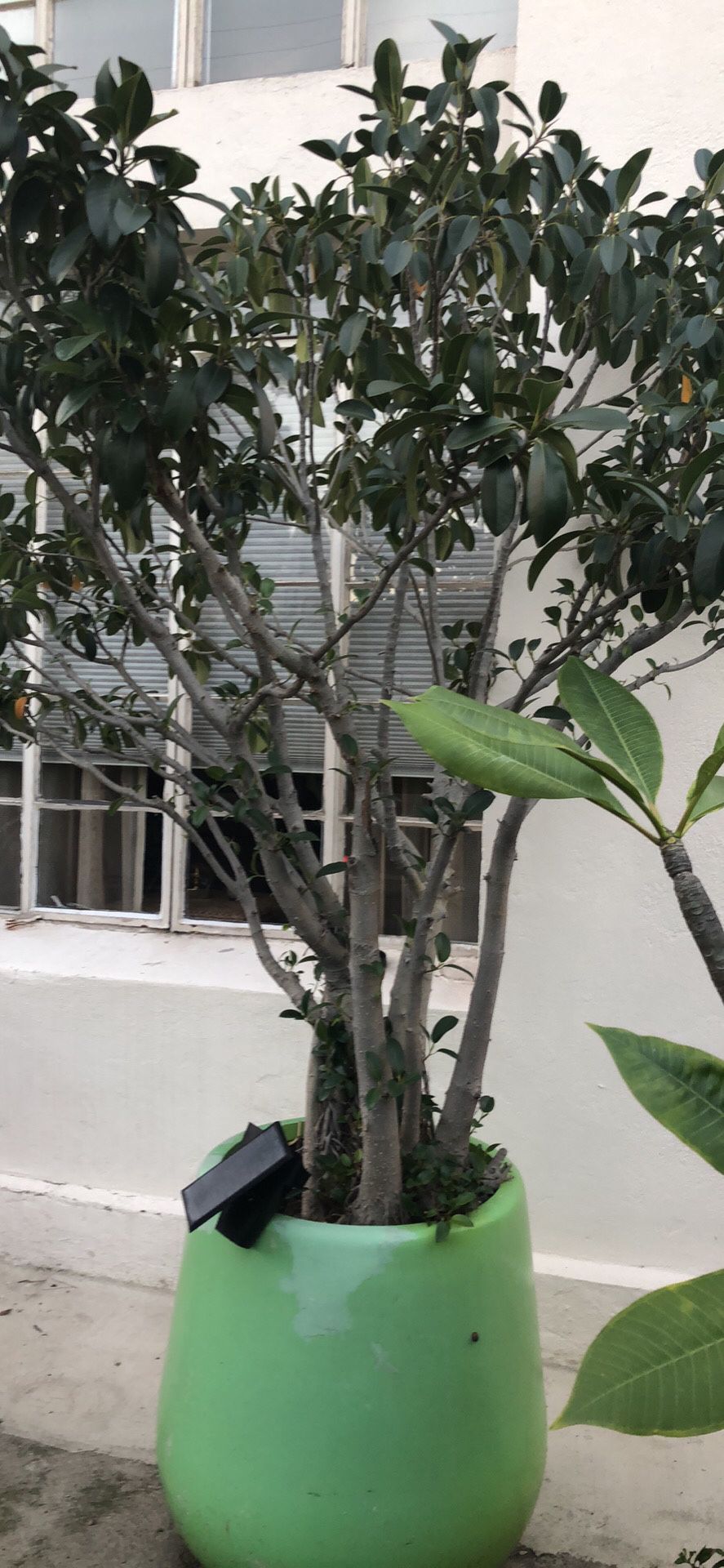 Rubber tree plant nearly 8 ft in pot