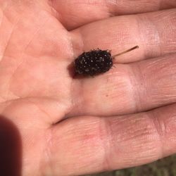 mulberry tree in 5 gallon, small sweet fruit