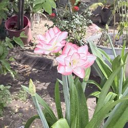 Plants to add to your garden worth the price :)