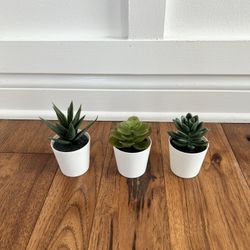 Decorative Succulent (3)