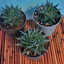 Haworthia Limifolia Plant