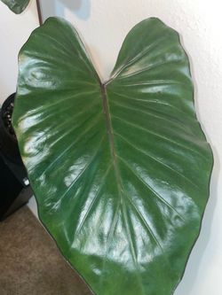 HUGE Alocasia Metalhead