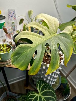 Monstera Jungle Mint