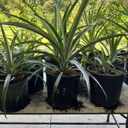 Pineapple Plants  (yellow & white Pineapple)