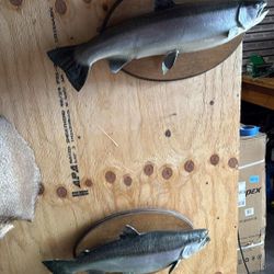 Fish decor