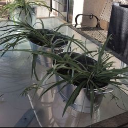 Farm House Hanging Plants