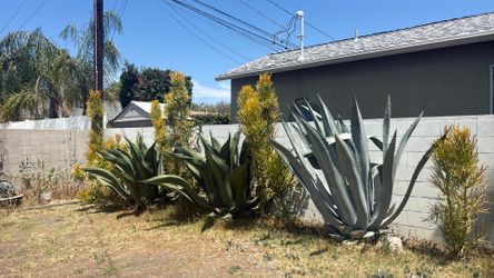 Free Agave Dig Out On Your Own