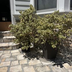 Two Large Pots & Plants