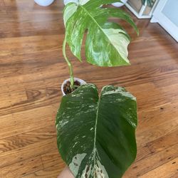 Monstera Albo Borsigiana Plant