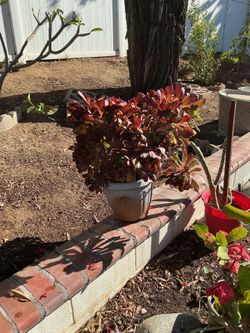 5 gallon succulent pot