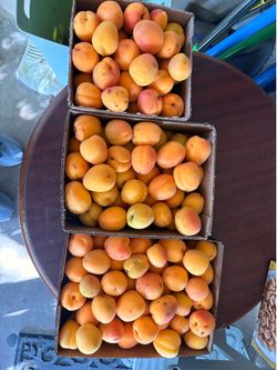 Fresh picked apricots!!!! $10 a box