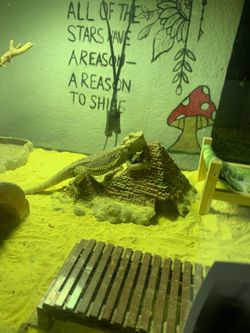 Bearded Dragon Enclosure Accessories