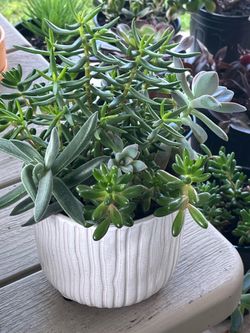 Succulents Mix Plant