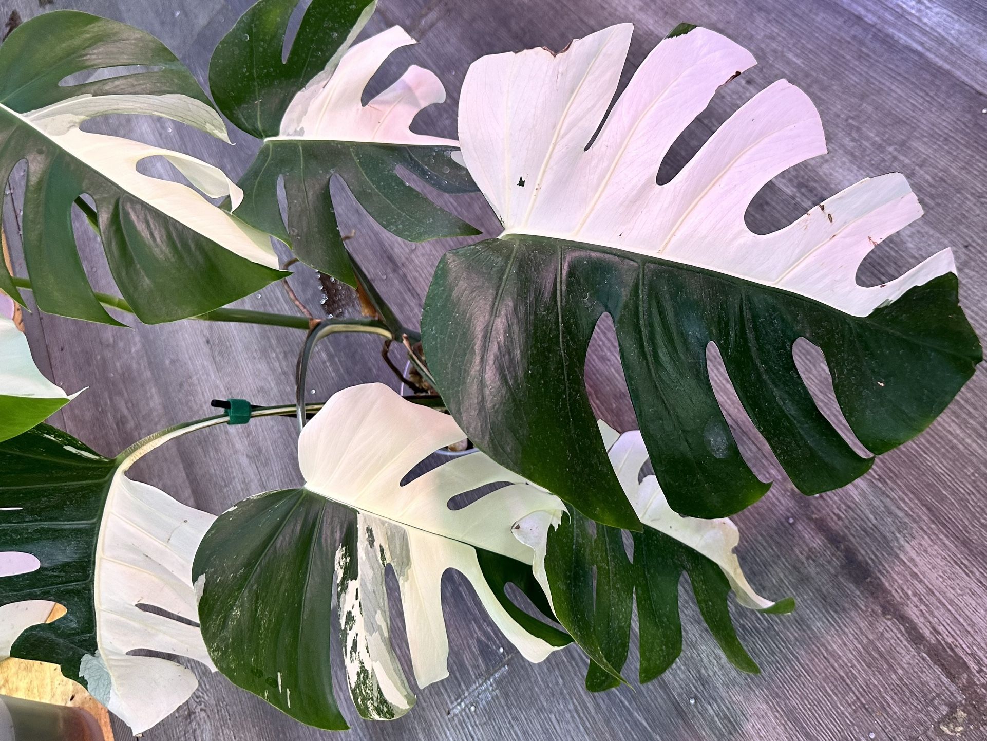 Half Moon Monstera Albo Variegated Plant (7 Leaves)
