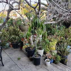 Plants For Sale All Different Prices 