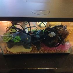 5 Gallon Fish Tank