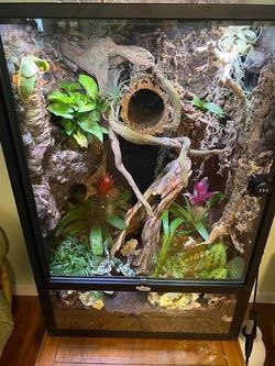 CRESTED GECKO TANK