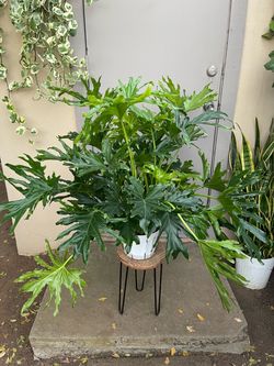 Philodendron Lickety Split House Plant 8” Pot