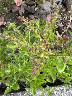 🌸 Syringa ‘Miss Kim’ – Budding Lilac in 1-Gallon Pot 🌸