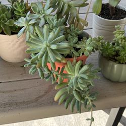 Succulent plant