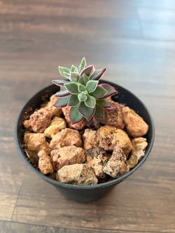 Echeveria Devotion succulent plant