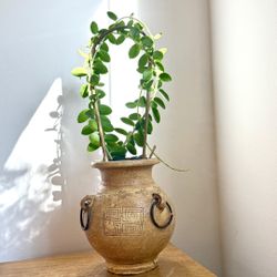 Rare Hoya cumingiana plant in vintage vase / planter 