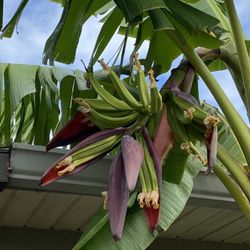 Mata De Platano Plantain Plant Poinciana Area