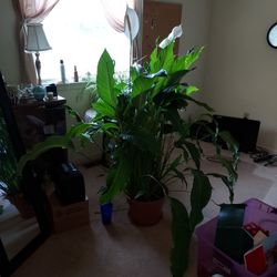 BEAUTIFUL PEACE LILY  LIVE PLANT$75.00