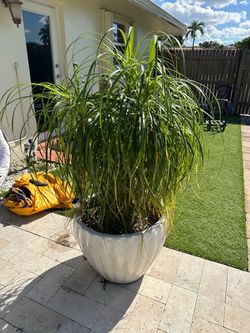 Pony Tail Palms In Ivory Glazed pot