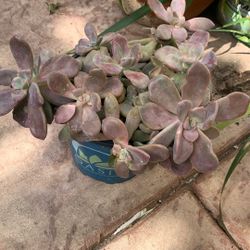 Sale Sale Succulents Check Photos Please  