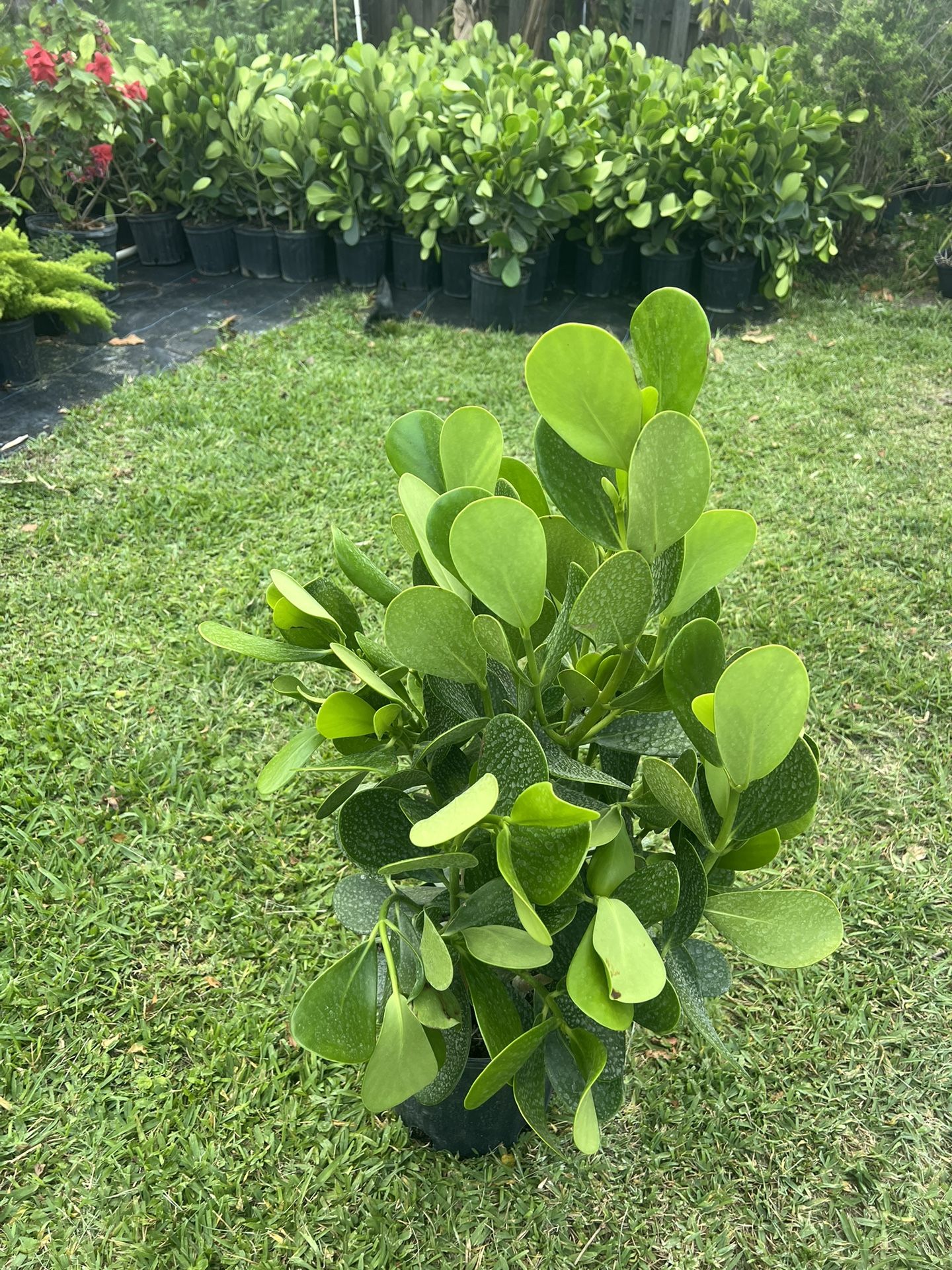 CLUSIA PLANT (makes cool hedging for walk or drive way also garden border)
