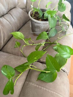 Pothos indoor plant