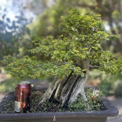 plants in pots indoor Conic Planter Black
