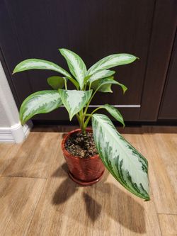 Chinese Evergreens in a nice 6"ceramic Planter
