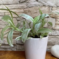 Pistachio Tradescantia Variegata Pallida Beautiful House Plant In White Ceramic Pot 4.5"H.