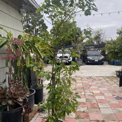 Green Lemon Plant