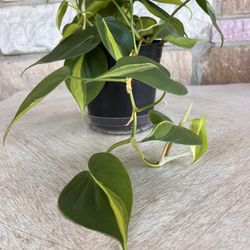 Philodendron Brazil Plant