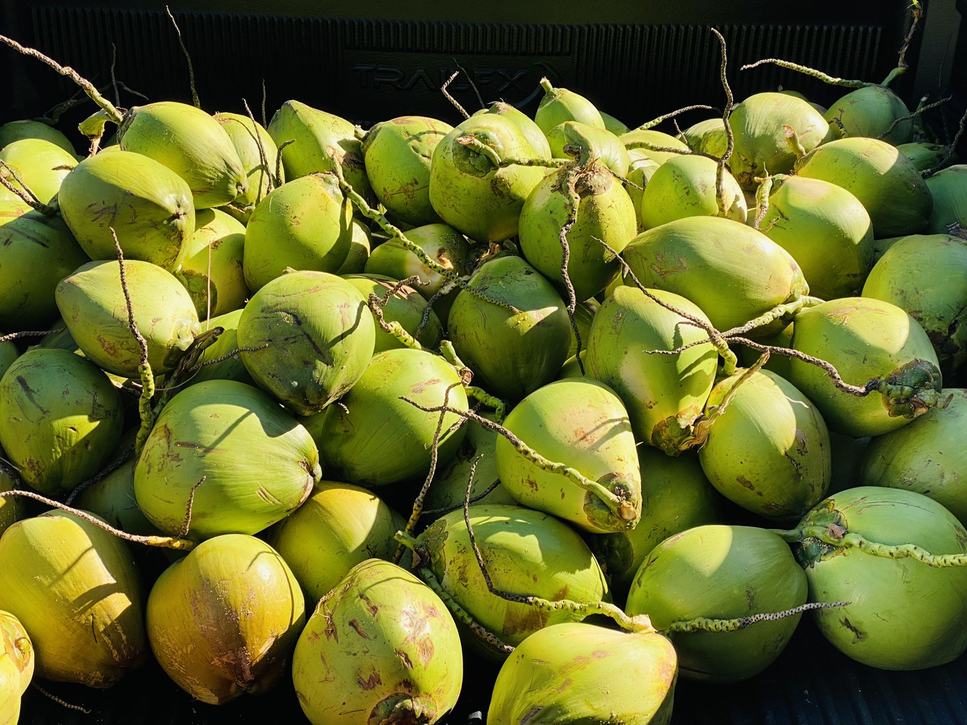 300 fresh picked Coconuts